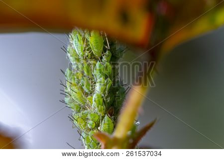 Small Black Aphid On A Green Leaf In The Open Air Close Up