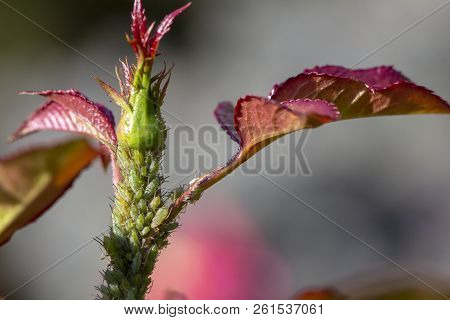 Small Black Aphid On A Green Leaf In The Open Air Close Up