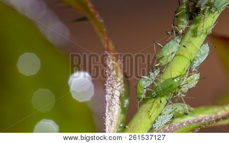 Small Black Aphid On A Green Leaf In The Open Air Close Up