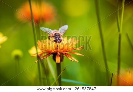 Bee collects nectar from flower crepis alpina