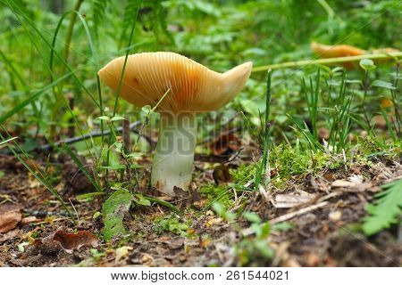 Edible Milk Mushrooms Growing In The Forest. Autumn Is The Time Of Wild Harvest.
