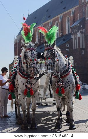 KRAKOW, POLAND - SEPTEMBER 20, 2018: Horses harnessed to a carriage against Saint Mary's Church in Krakow. The city's historic area has been turned into a pedestrian zone with horse-drawn transport
