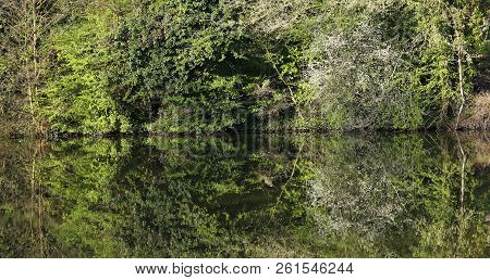 A Perfect Mirrow View Of Trees And Bushes