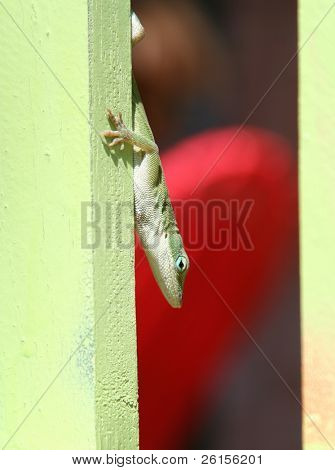 Anolis zielony wznosi