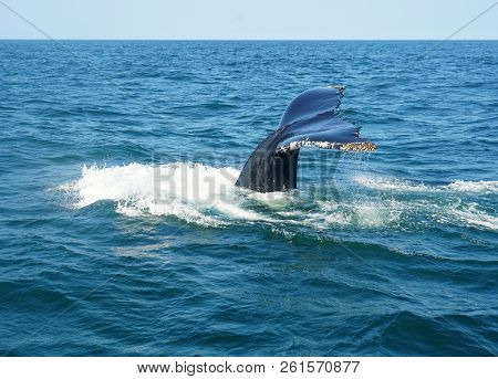 Tail Of Humpback Whale In The Ocean During Whale Watch Trip