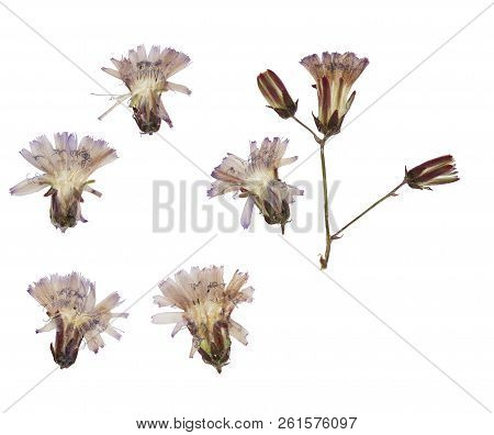Pressed And Dried Delicate Flower Lactuca Tatarica (lactuca Perennis, Blue Lettuce) On Stem. Isolate