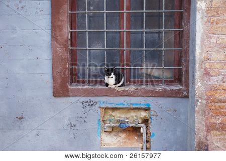 cat at the grating window