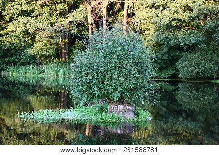 The Smart Bush Of A Wild Bidens Tripartita Grew And Blossoms On A Stub In The Middle Of A Reservoir.