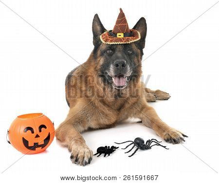 German Shepherd And Halloween In Front Of White Background