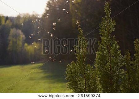 Swarm Of Mosquitos Flying In Sunset Light
