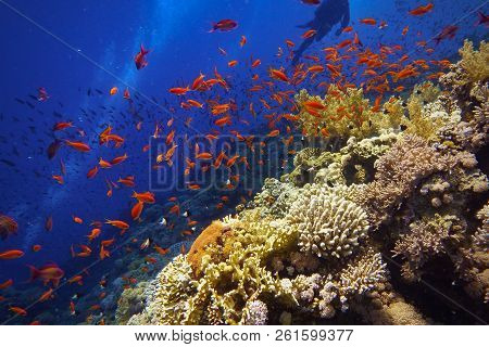 Healthy Beautiful Coral Reef With Shoal Or Red Coral Fish