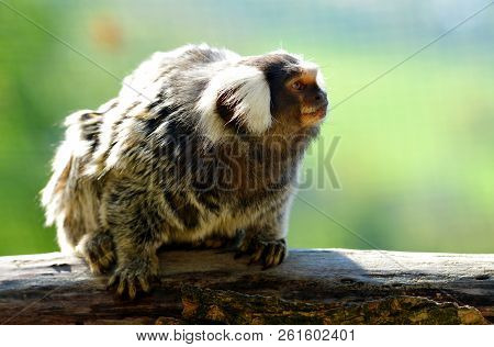 Small Monkey Common Marmoset (callithrix Jacchus) On Branch.