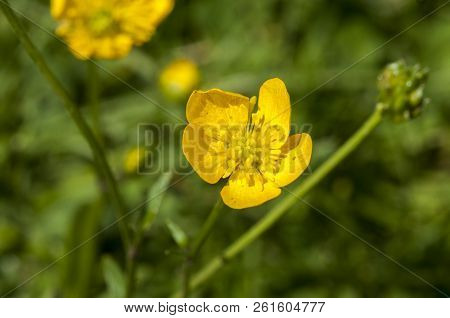 Thymophyllia, Yellow Flowers, Natural Summer Background, Blurred Image, Selective Focus
