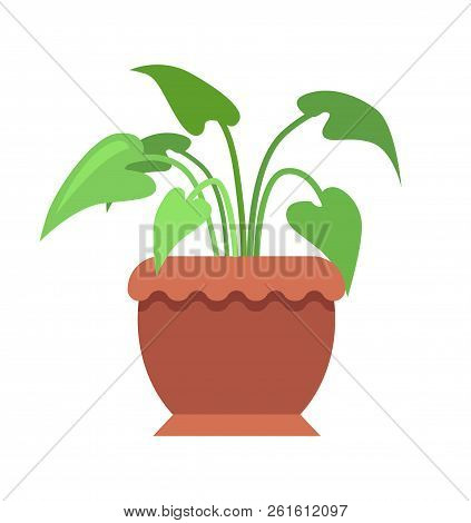 Aglaonema Room Plant In Pot, Potted Indoor Greenery Placed With Large Wide Leaves, Natural Interior 