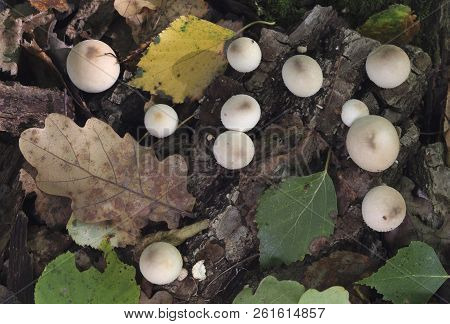 Mushrooms Growing In The Autumn Forest. Lycoperdon Serotinum.
