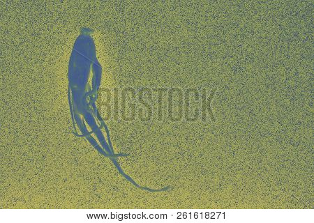 Concept Of Abstract Photograph Of The Microscopic World