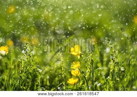 Abstract Green And Yellow  Summer Bokeh Background. Element Of D