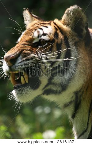 Tigre