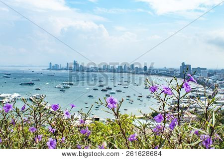 Ruellia Tweediana Griseb  And Cityscape View Point Of Pattaya Beaches.
