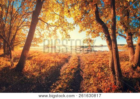 Autumn Landscape. Sunny Fall Nature. Path In Forest. Autumnal Road. Autumn Park.