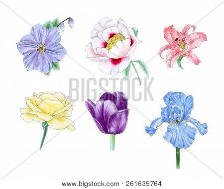 Set Of The Hand Painted Flowers: Lily, Peony, Rose, Iris, Clematis And Tulip. Isolated On A White Ba