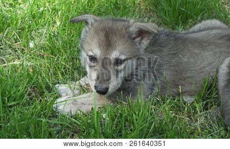Beautiful Amusing Puppies Of Saarloos Wolfhound On Green Lawn In The Park