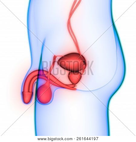 3d Illustration Of Male Reproductive System Anatomy