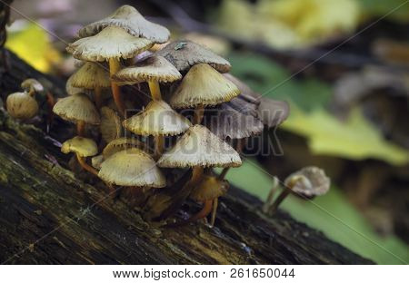 Mushrooms, Growing On A Tree Stump In The Autumn Forest. Hypholoma Fasciculare.