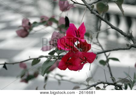 Orchidee rosa