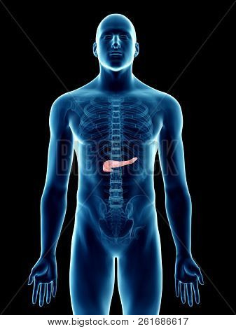 3d rendered medically accurate illustration of a mans pancreas