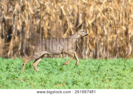 Roe Deer, Capreolus Capreolus Is Jumping In Corn Fielad