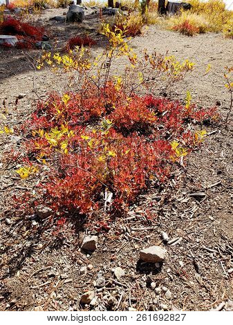 Foliage In Vibrant Fall Colors Of Red And Yellow Along The Shores Of Elk Lake In The Cacade Mountain