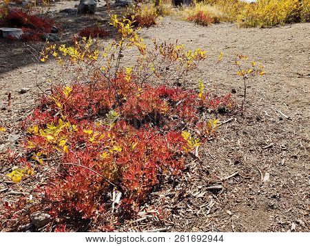 Foliage In Vibrant Fall Colors Of Red And Yellow Along The Shores Of Elk Lake In The Cacade Mountain