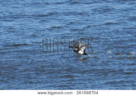 Tufted Duck (aythya Fuligula) Runs Along The Surface Of The Water Of The River, Picking Up Speed Bef