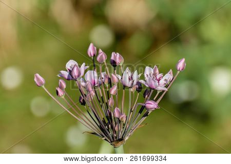 Umbel With Elegant Pink Flowers Of Flowering Rush - Lat. Utomus Umbellatus. Also Called Flowering Ru