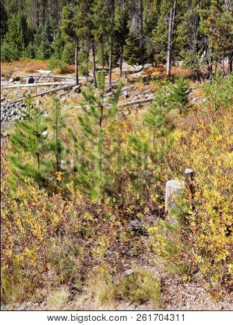 Foliage In Vibrant Fall Colors Of Red And Yellow Along The Shores Of Elk Lake In The Cacade Mountain