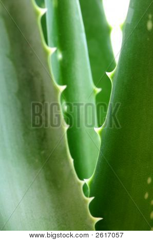 Aloe-Pflanze