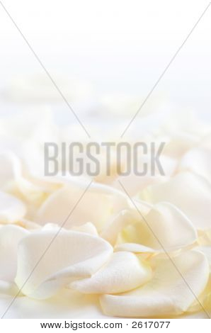 バラの花びら