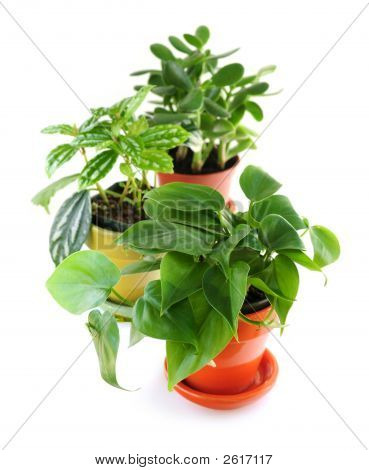 Geassorteerde kamerplanten