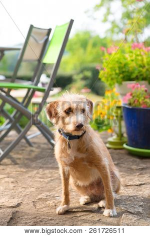 Little cute cross breed dog outdoor in the garden