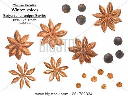 Botanical And Decorative Art. Winter Spices, Badyan And Juniper. Set For Christmas Design, Path Incl