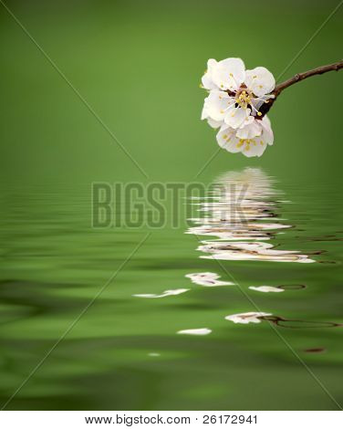 Nuovi fiori in erba all'inizio della primavera