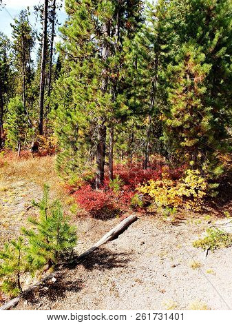 Foliage In Vibrant Fall Colors Of Red And Yellow Along The Shores Of Elk Lake In The Cacade Mountain
