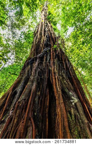 Dynamic wide angle shot of a giant fig tree in the jungle of Munduk, Bali, Indonesia