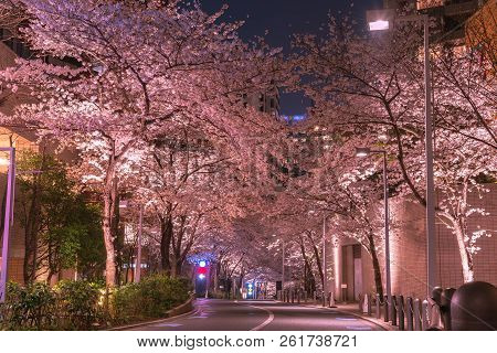 Cherry Blossoming At Roppongi Sakurazaka, Tokyo, Japan.