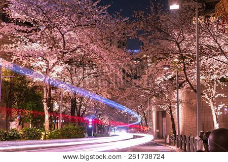 Cherry Blossoming At Roppongi Sakurazaka, Tokyo, Japan.