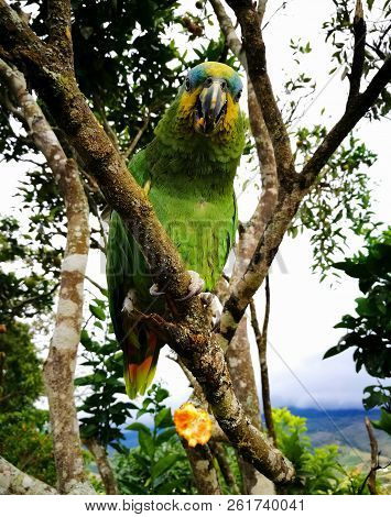 Amazona Aestiva, Green Parrot With Yellow Cheeks And Blue Forehead, Climbing Up A Tree