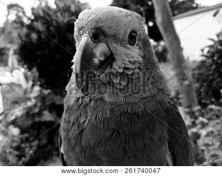 Black And White Portrait Of A Great Specimen Of Amazona Aestiva, Green Parrot With Yellow Cheeks And