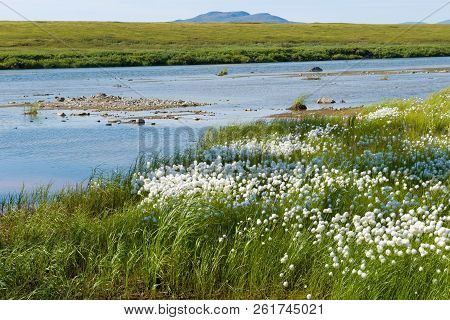 Eriophorum On The River Bank Langotjyogan Have Grown. Yamal, Russia