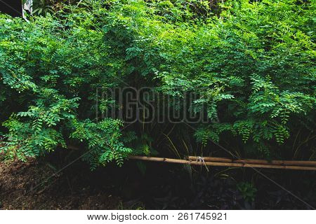 Indigo Planted As A Raw Material For Dyeing Indigo, Green Leaves Used For Dyeing Cloth